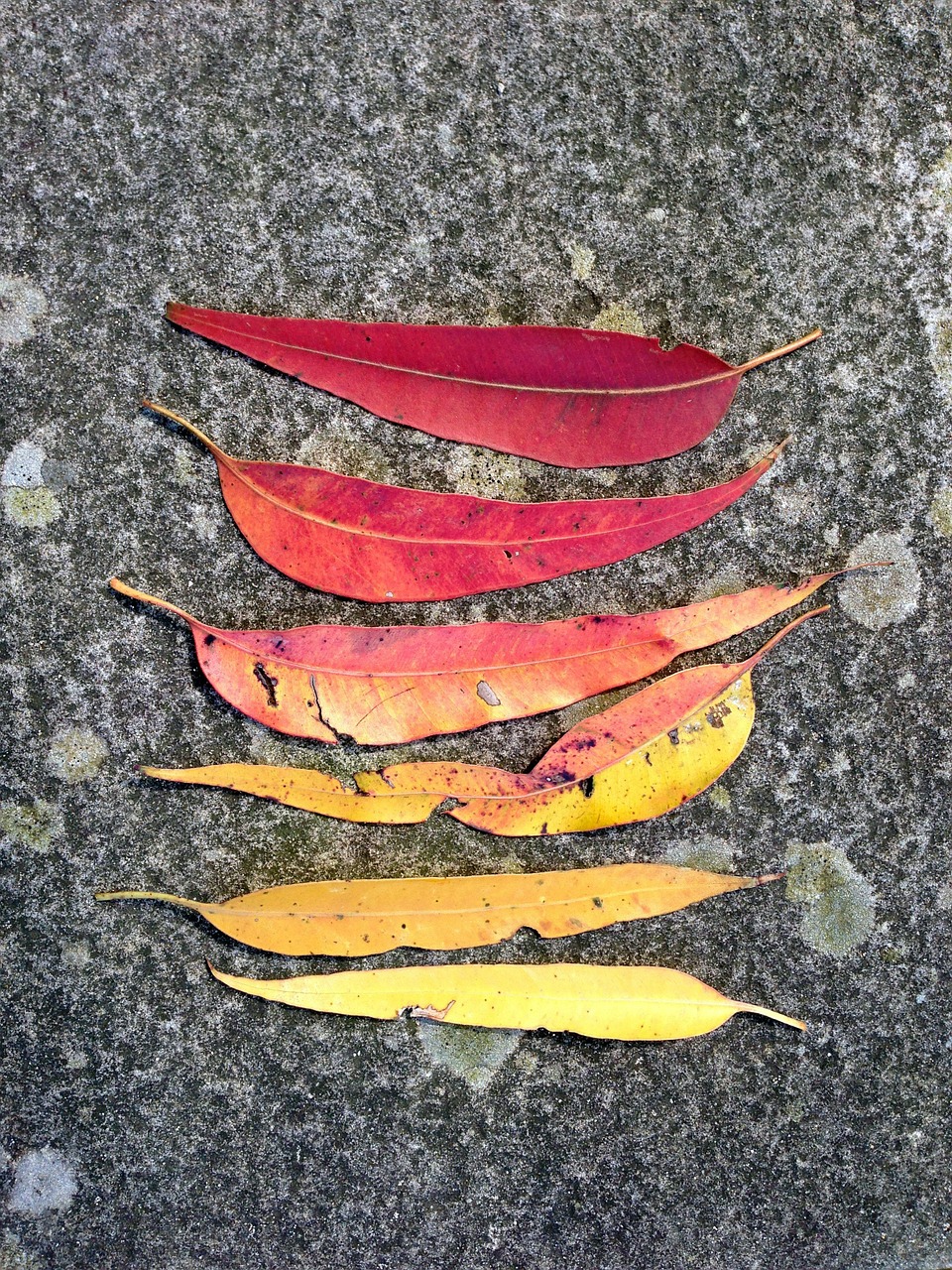 gum leaves leaves leaf free photo