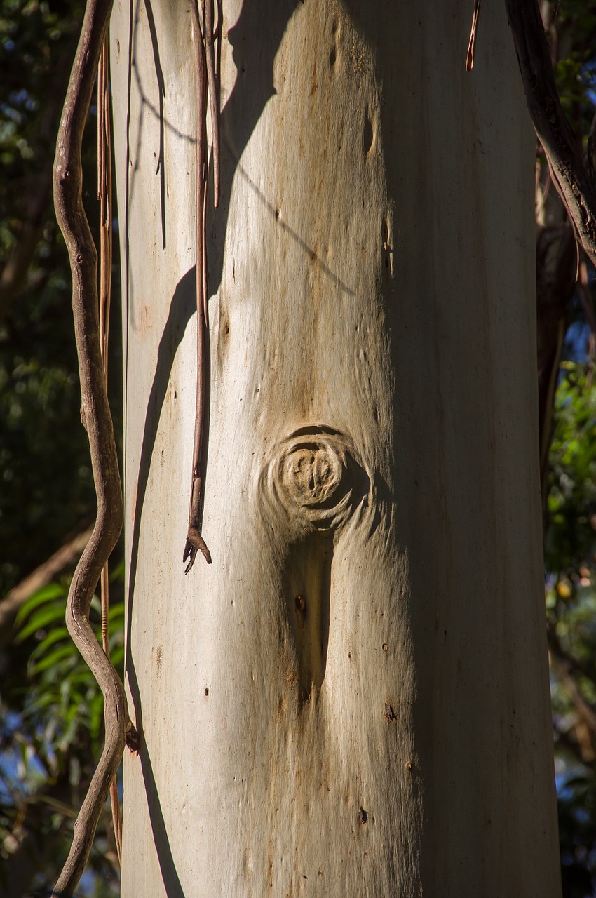 gum tree trunk peeling free photo