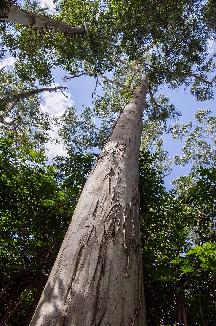 gum tree eucalyptus grandis free photo