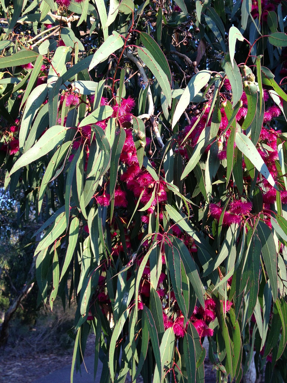 gum tree bloom flowers free photo