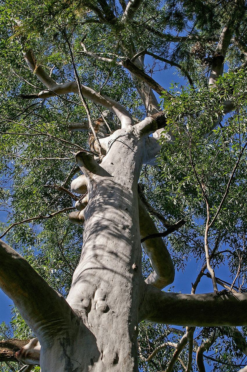 gum tree eucalyptus grandis free photo