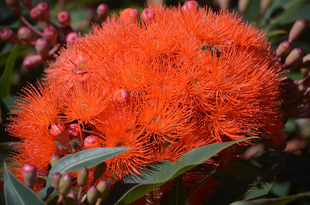 gum tree australian native free photo