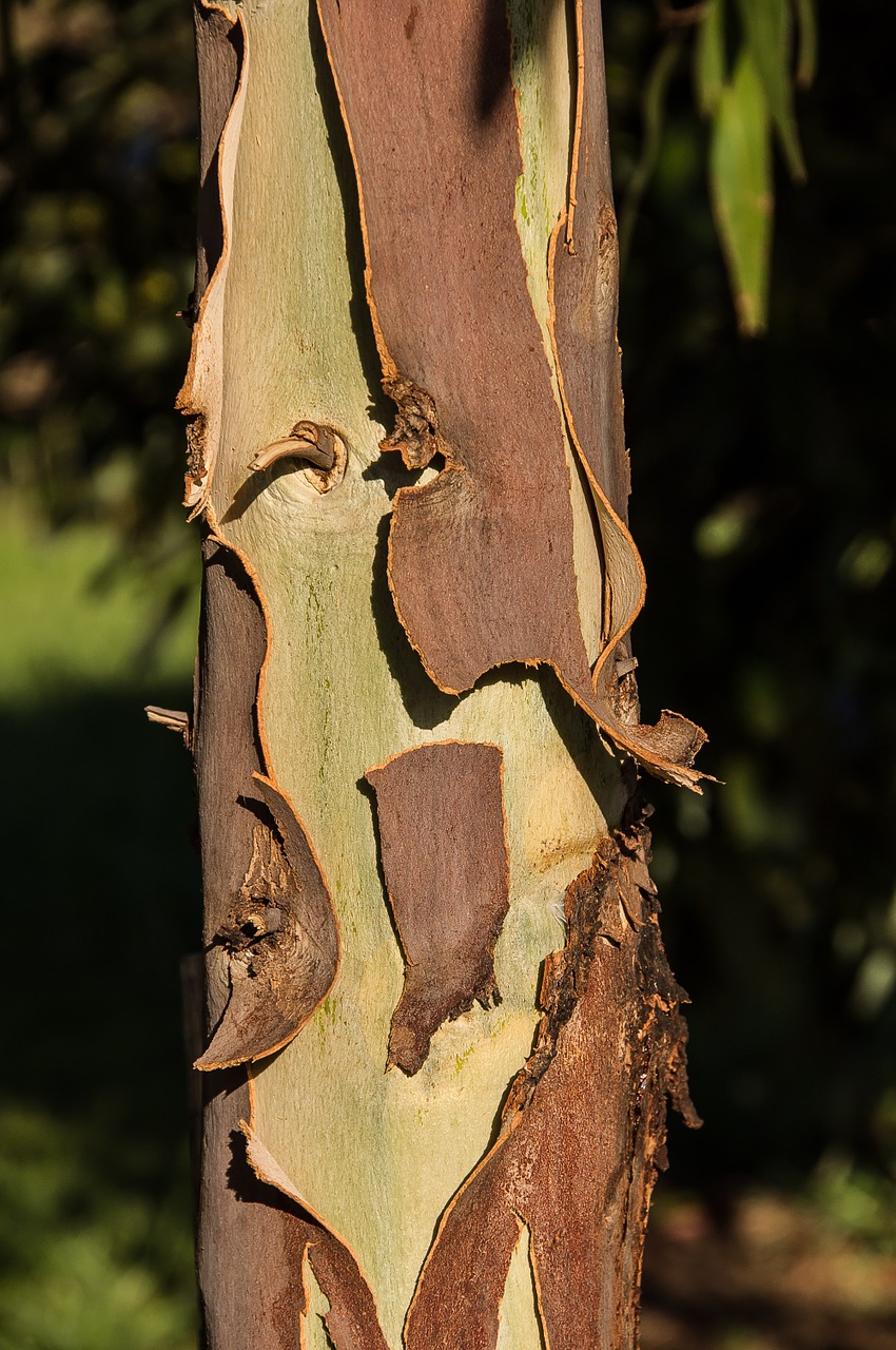 gum tree bark peeling free photo