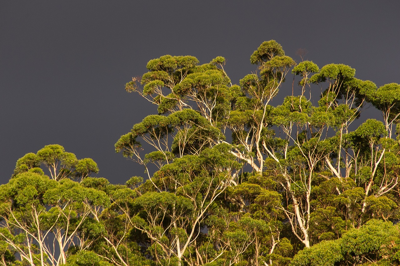 gum trees eucalypts green free photo