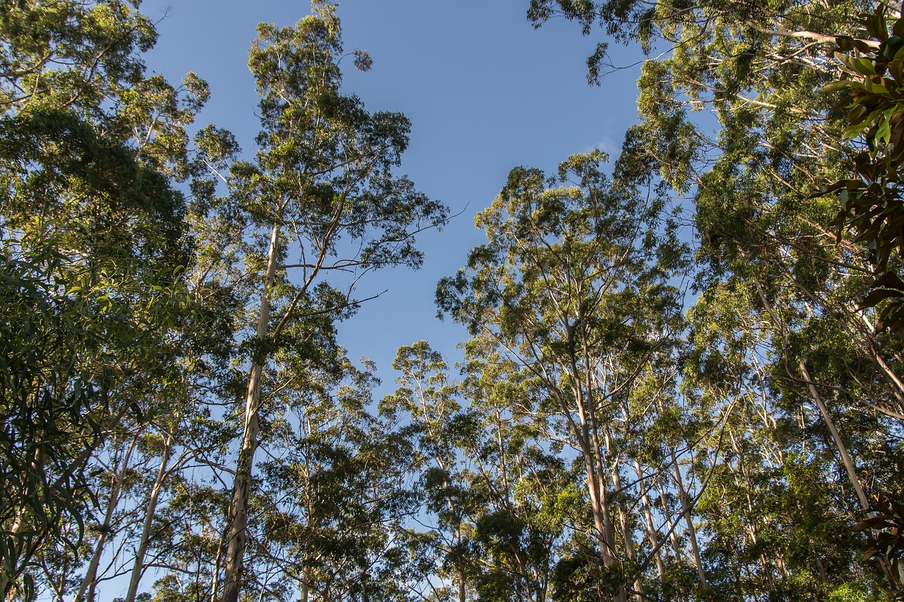 gum trees eucalypts green free photo