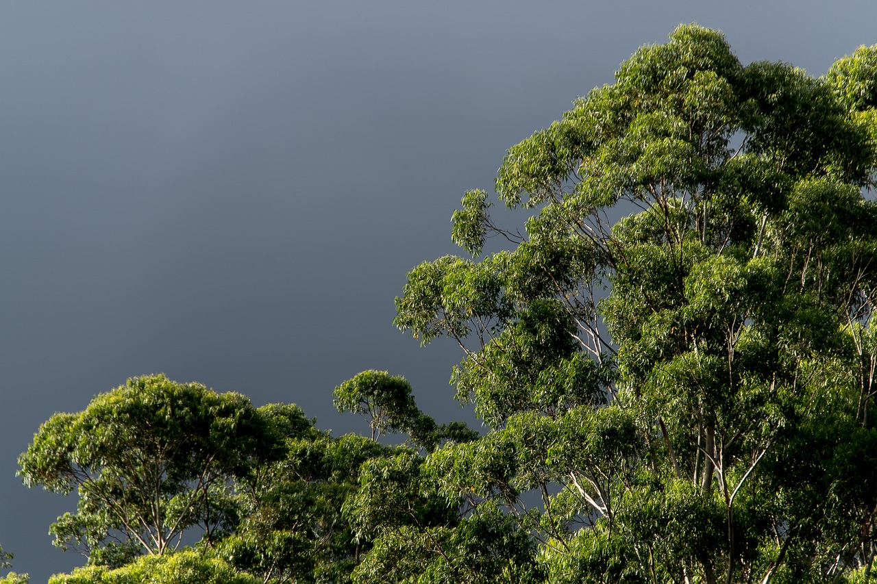 gum trees eucalypts green free photo