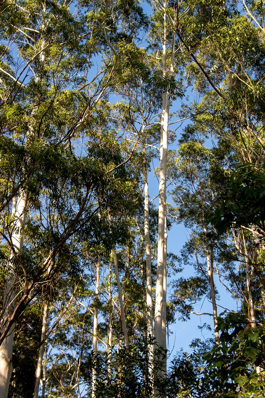 gum trees  eucalyptus  grandis free photo