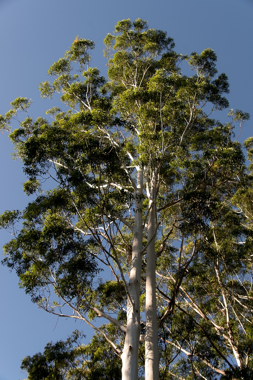 gum trees  eucalyptus  grandis free photo