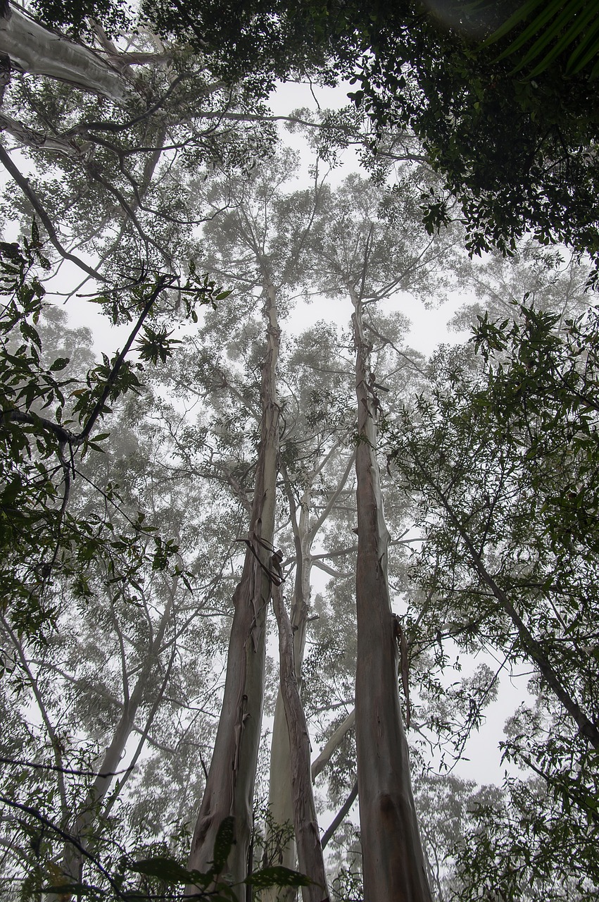 gum trees  eucalypts  wet free photo