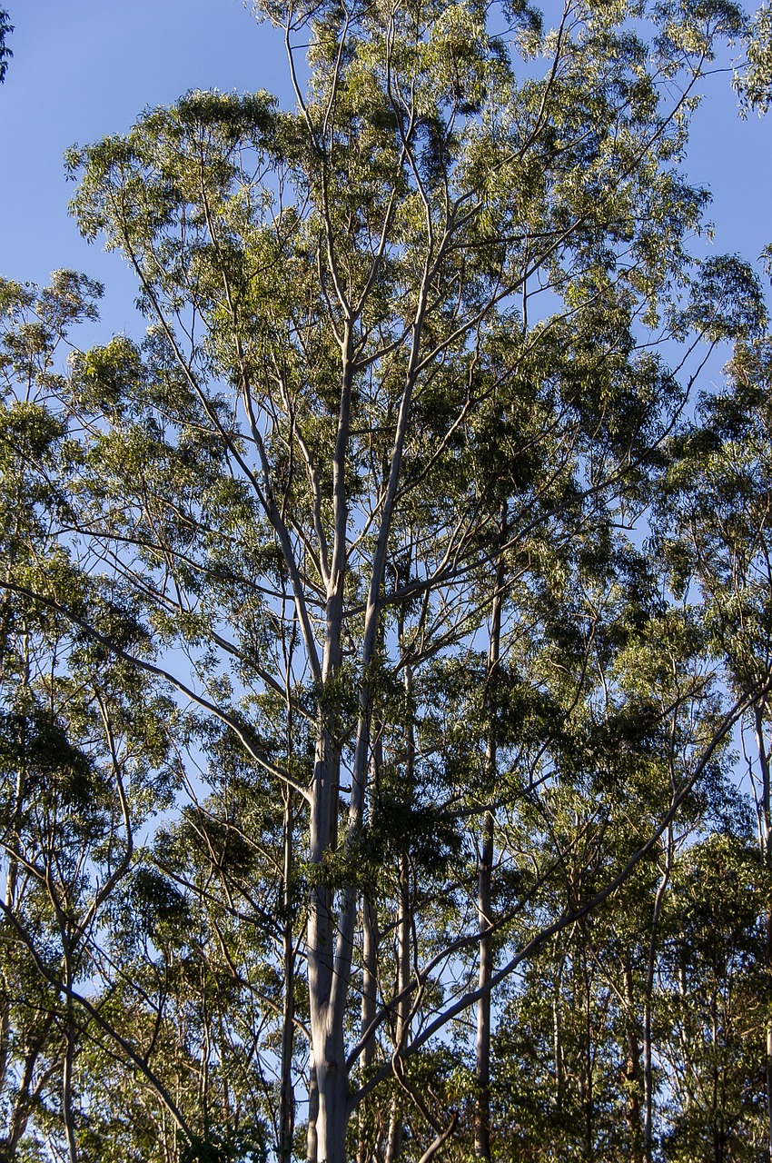 gum trees eucalypts green free photo