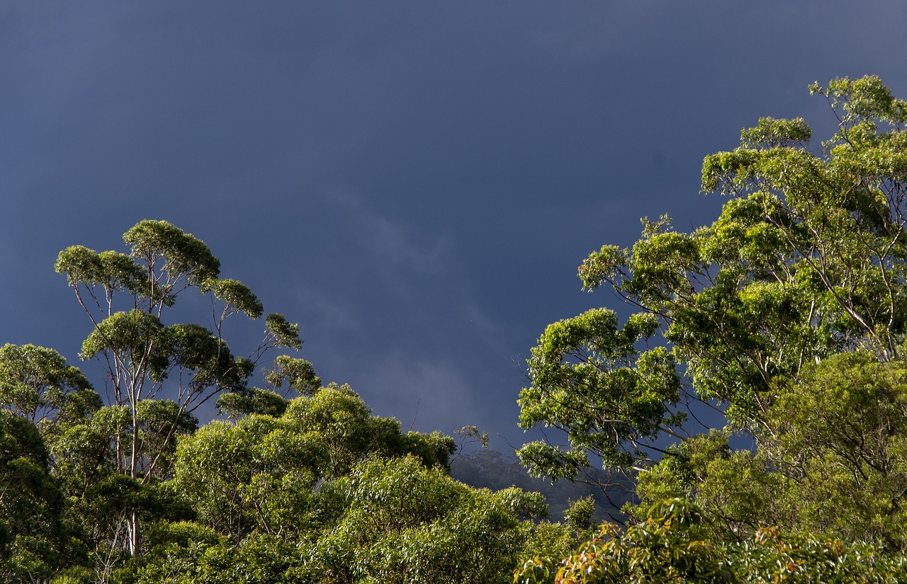 gum trees eucalypts green free photo