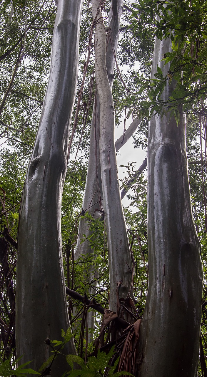 gum trees eucalypts wet free photo