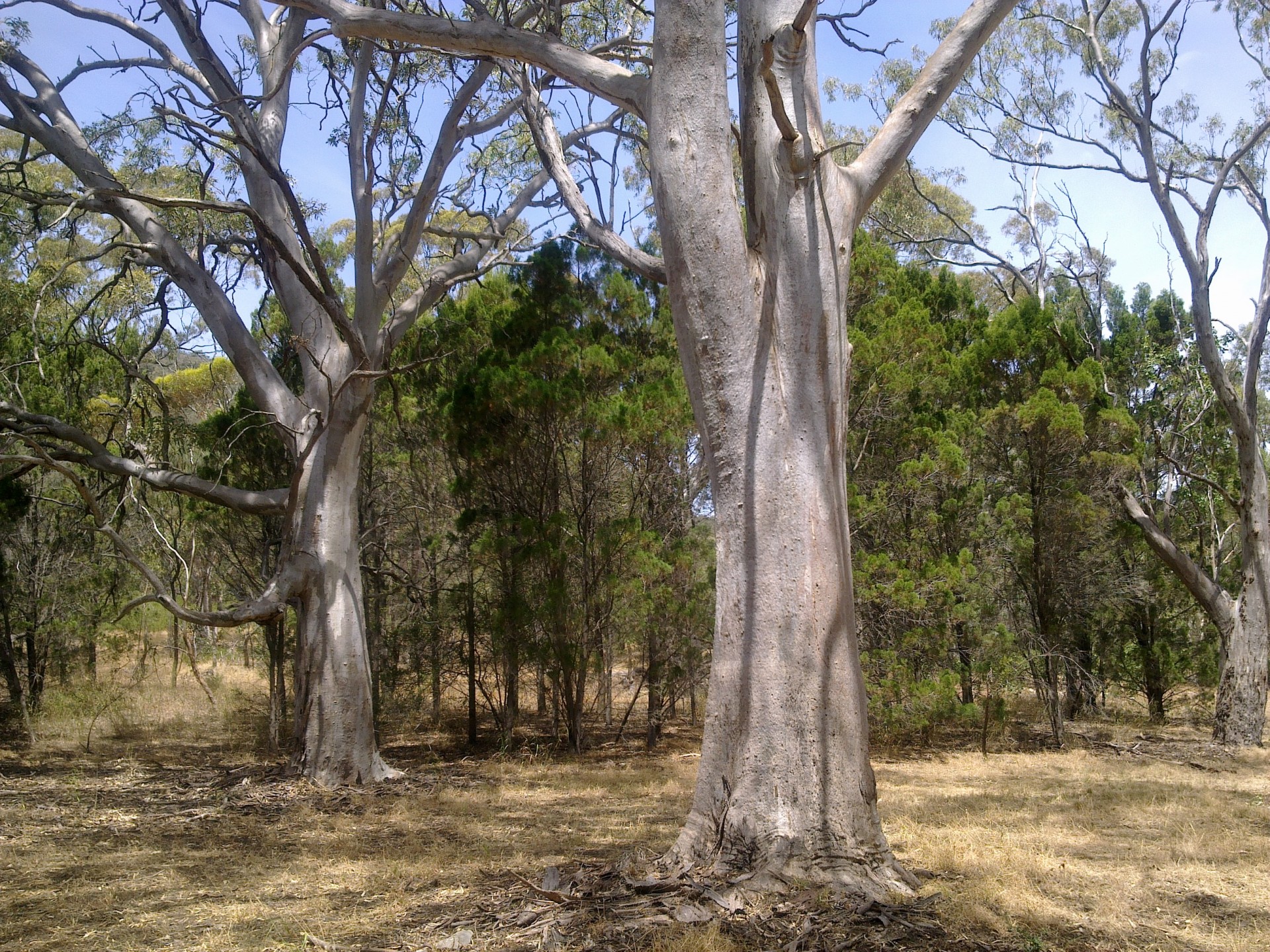red gum tree park hill free photo