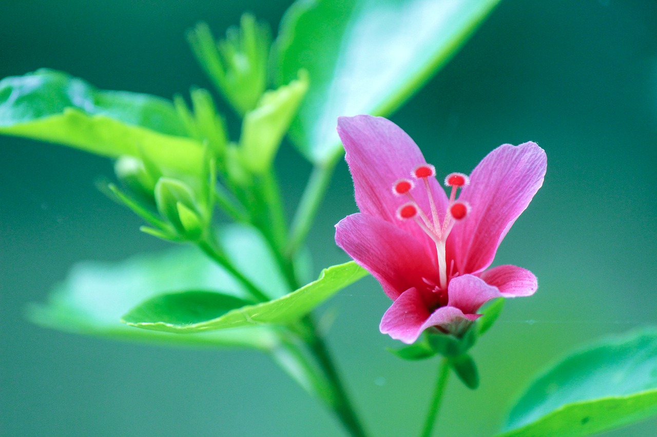 gumamela flower pink free photo