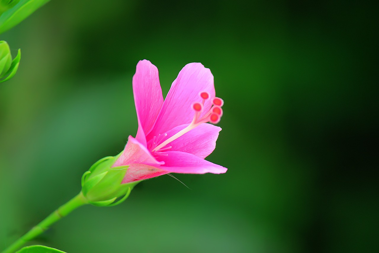 gumamela pink flower free photo