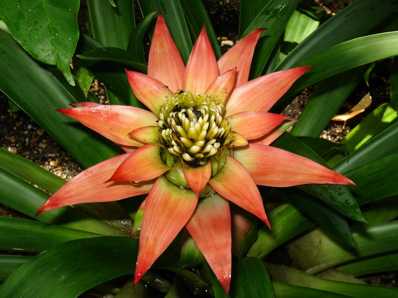 gumania  flower  flora free photo