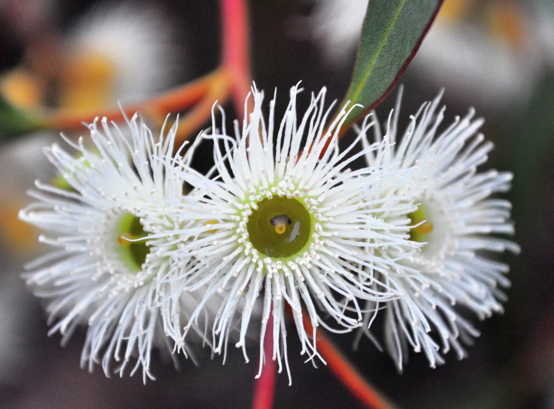eucalyptus flower australia free photo