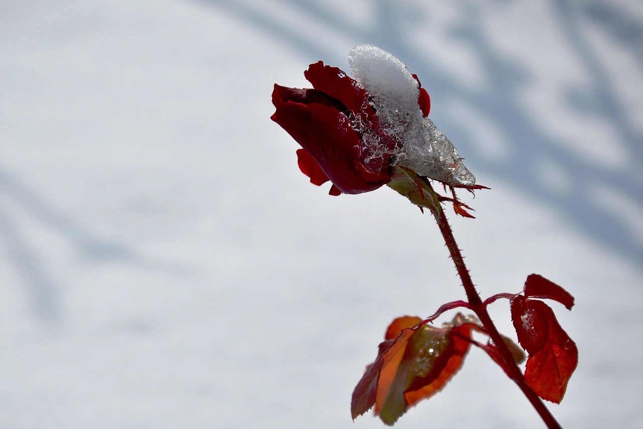gümüşhane snow rose free photo