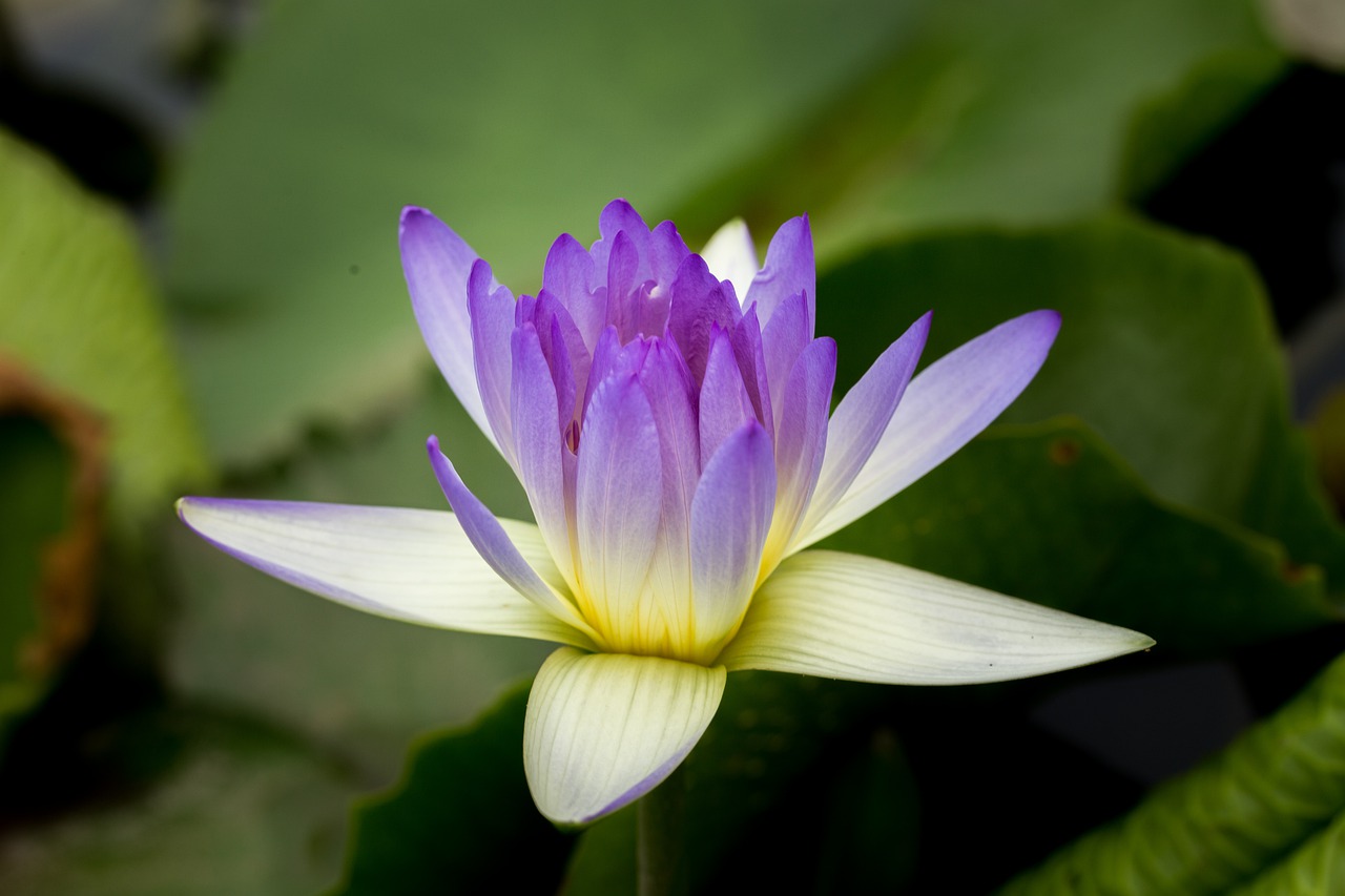 gun cotton  plants living in water  flower free photo