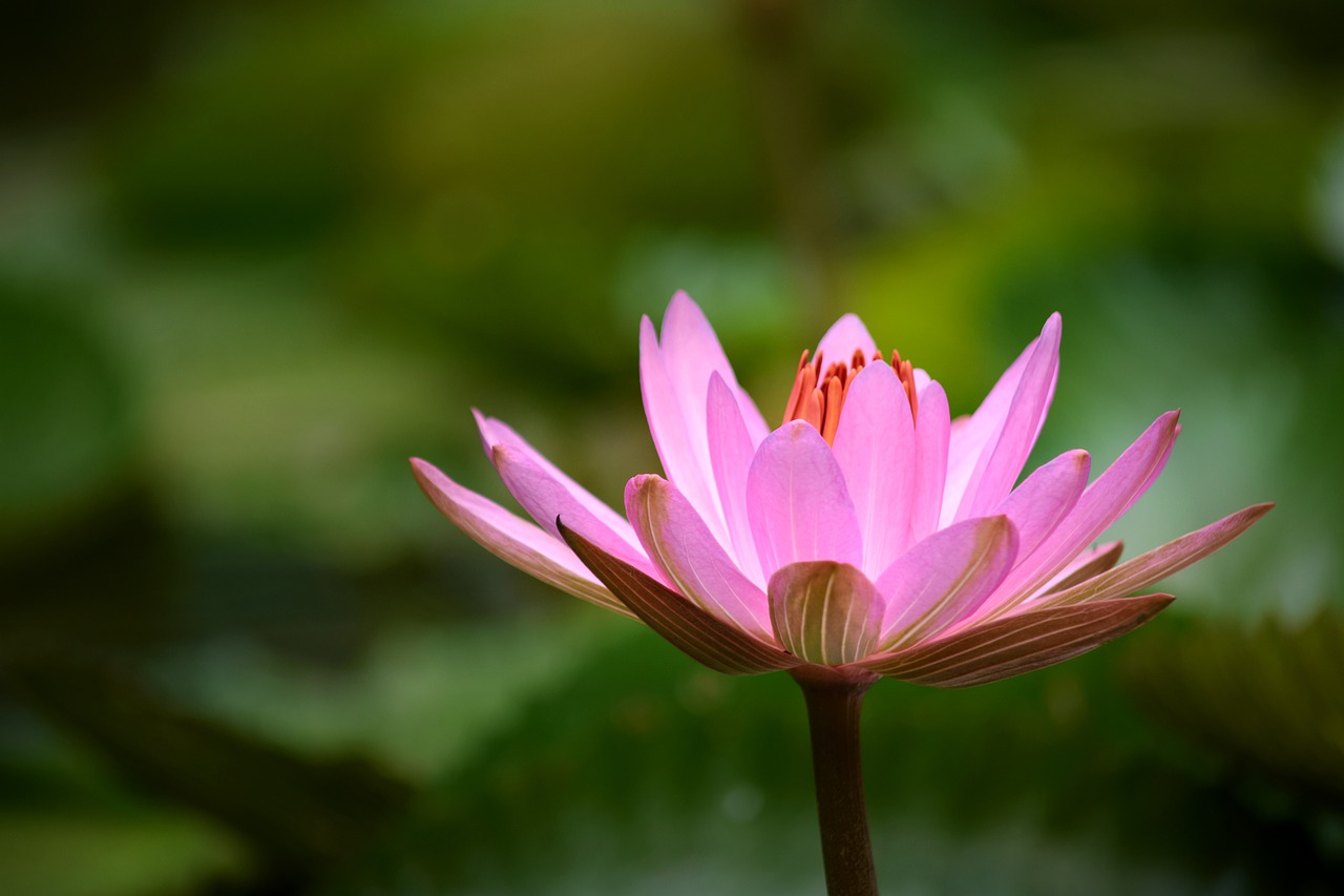 gun cotton pink the beauty of nature free photo