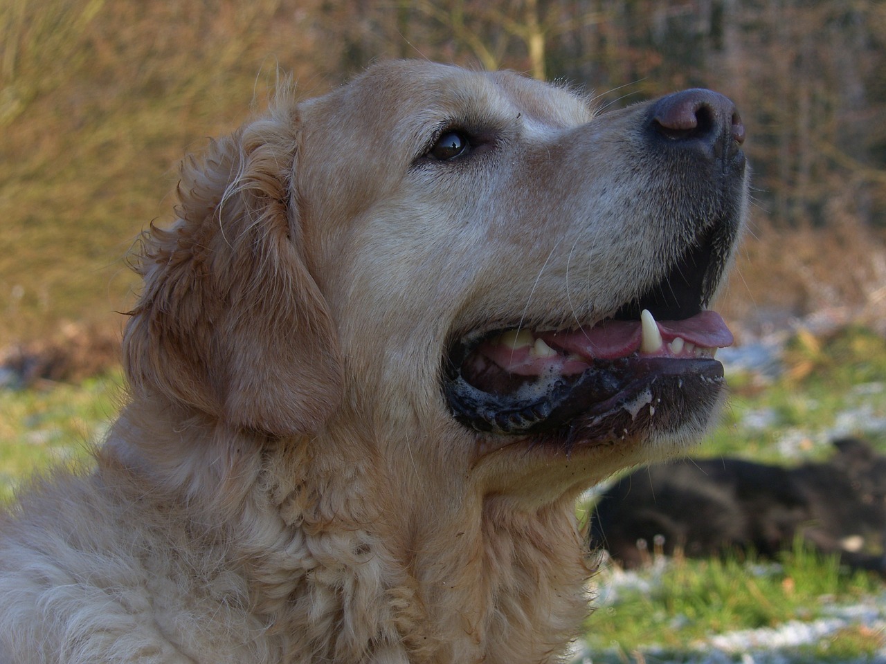 gundog training golden retriever dog training free photo