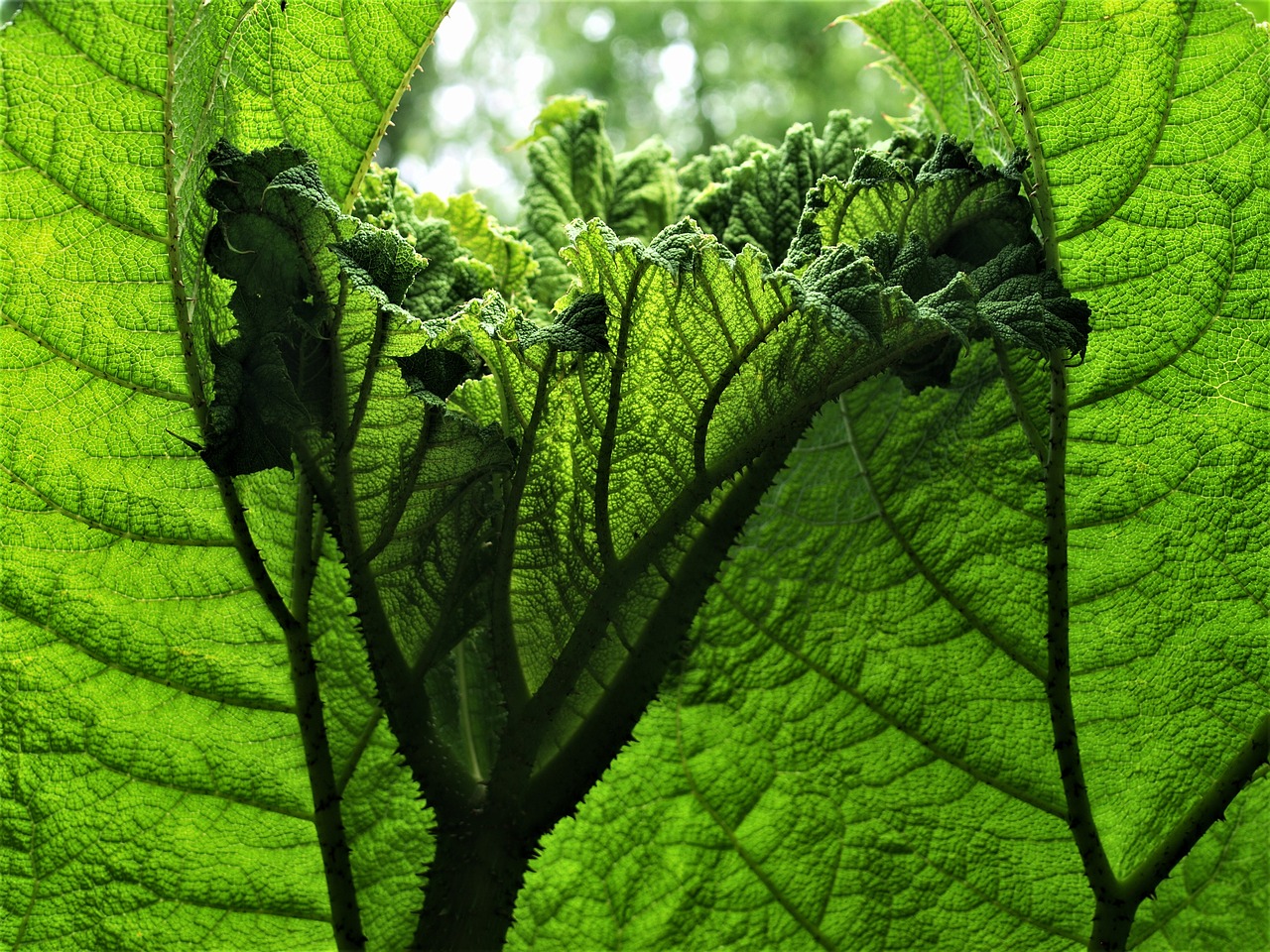 gunnera  plant  leaf free photo