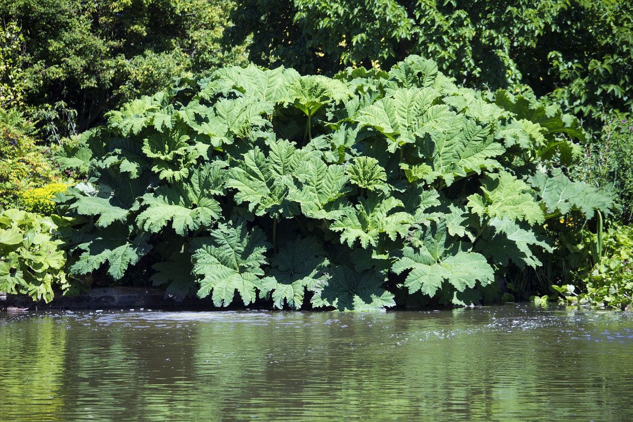 gunnera gunneraceae massive leaves green free photo