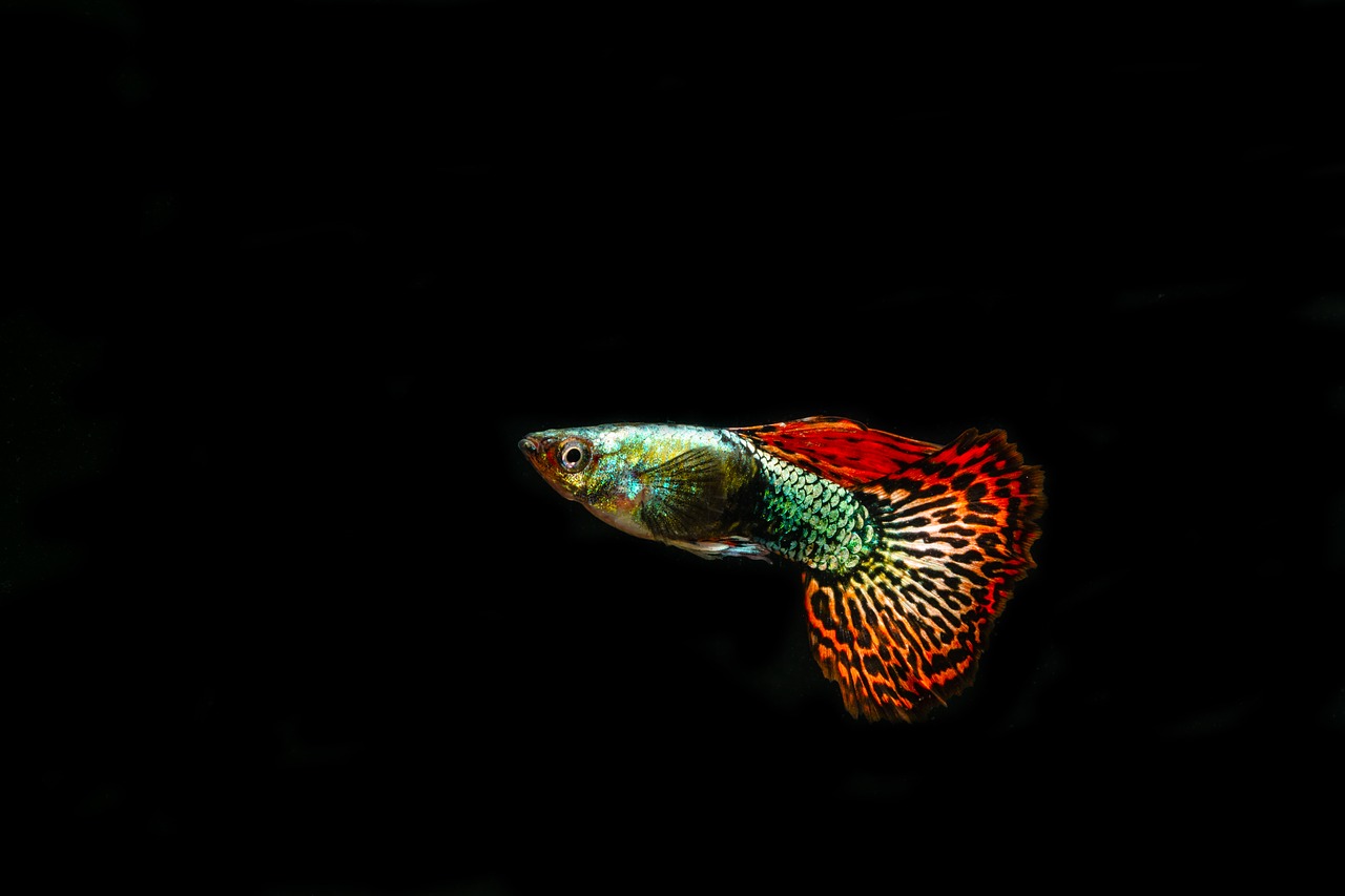 guppies  ornamental fish  pet free photo