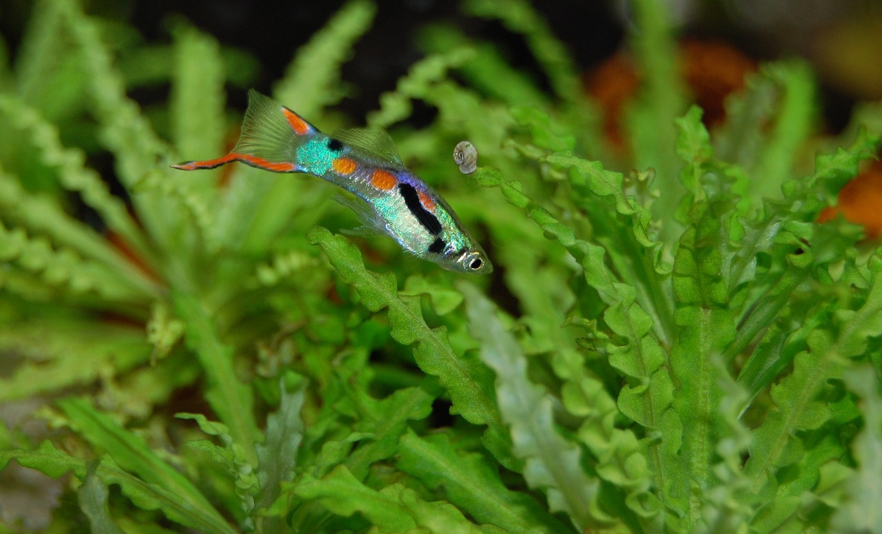 guppy fish colorful free photo