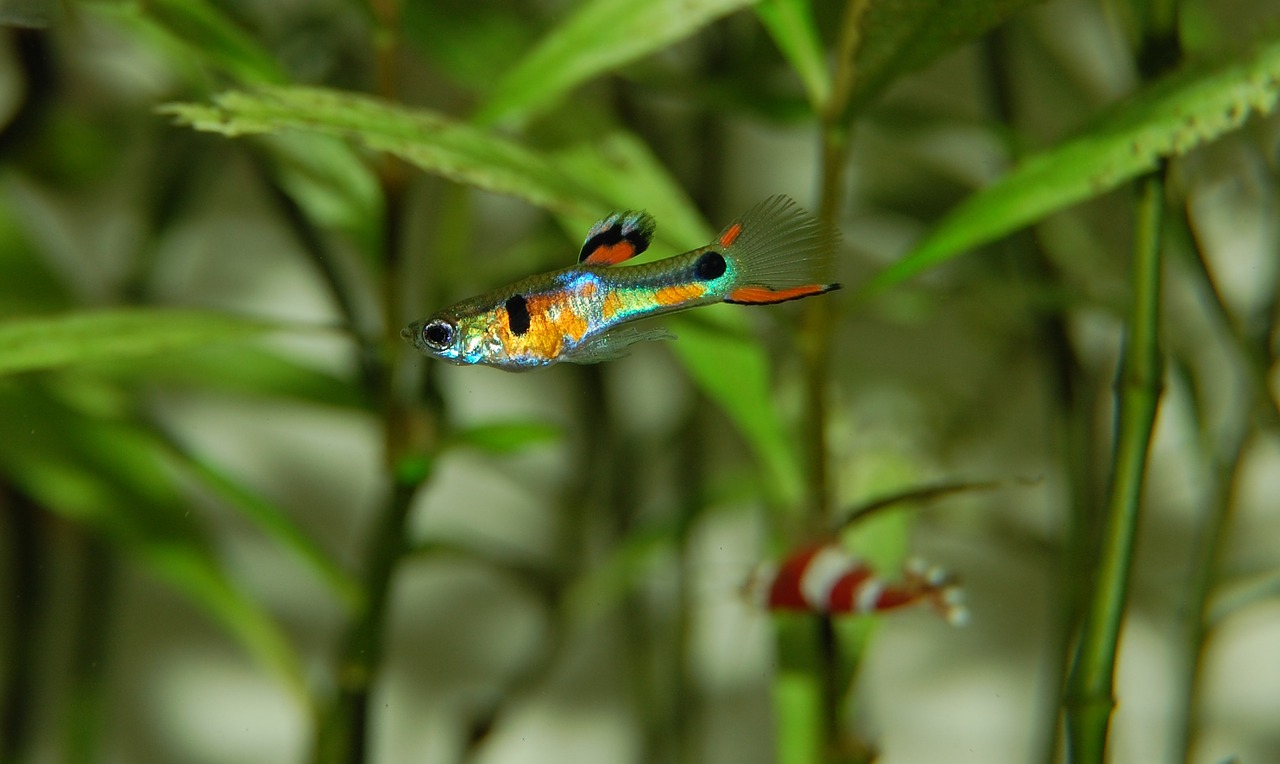 guppy fish colorful free photo