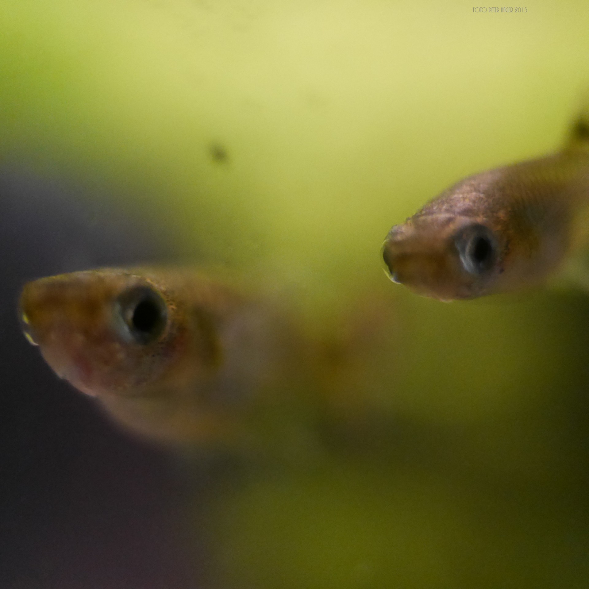 poeciliidae guppy fish free pictures free photo