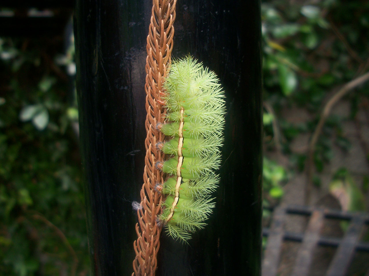 caterpillar green burner free photo