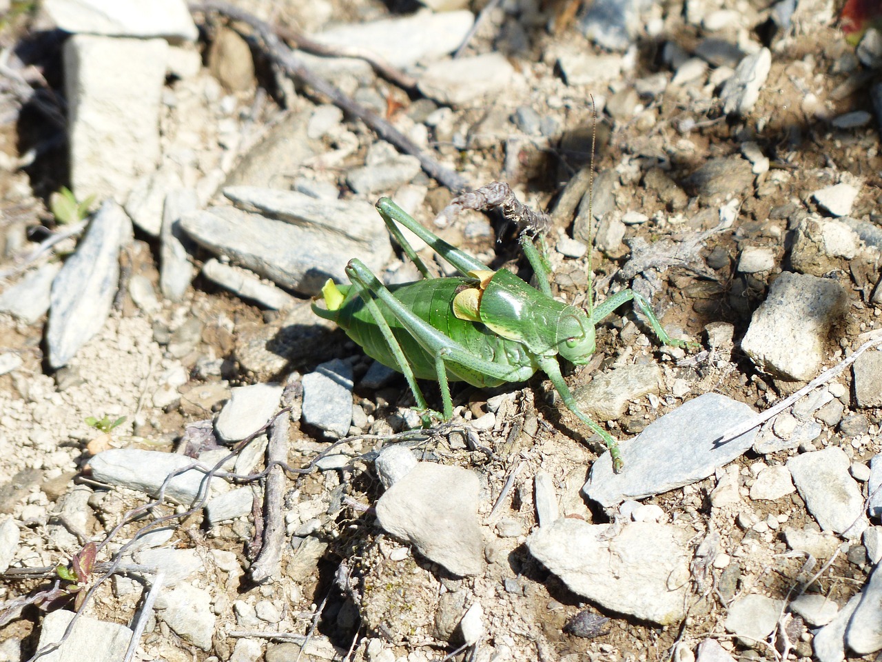 gut insect grasshopper polysarcus denticauda free photo