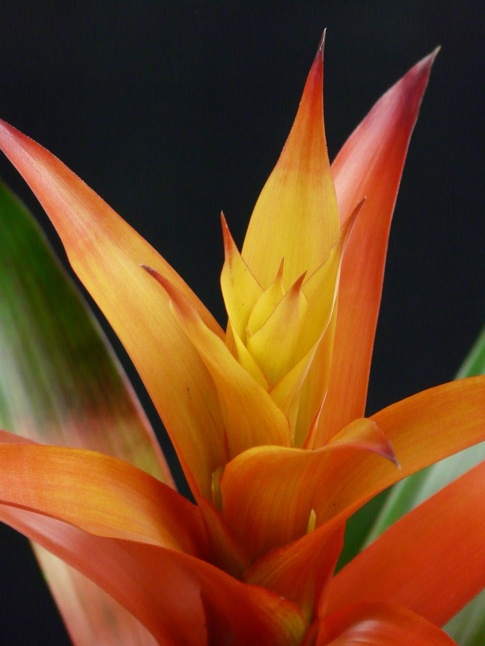 guzmania flower blossom free photo