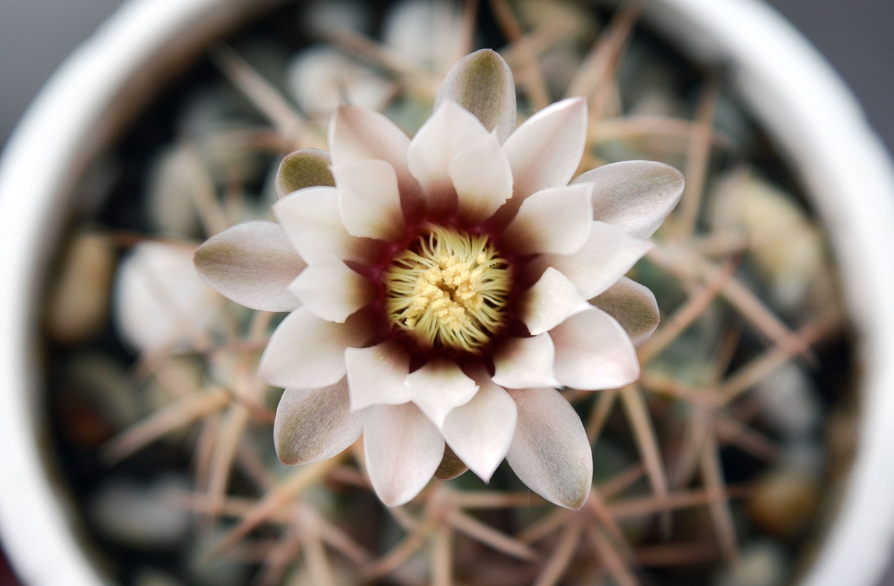 gymnocalycium flowering cactus succulent free photo