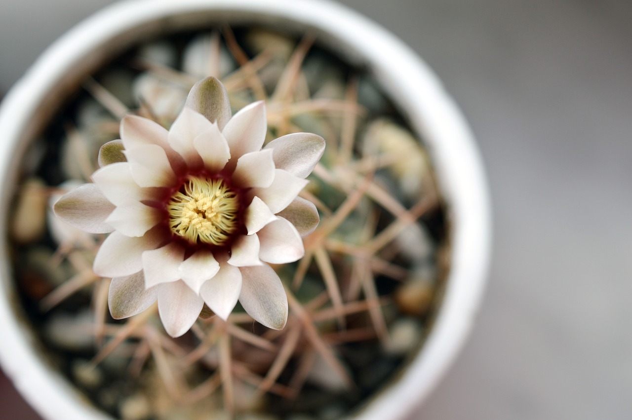 gymnocalycium cactus flower cactus free photo