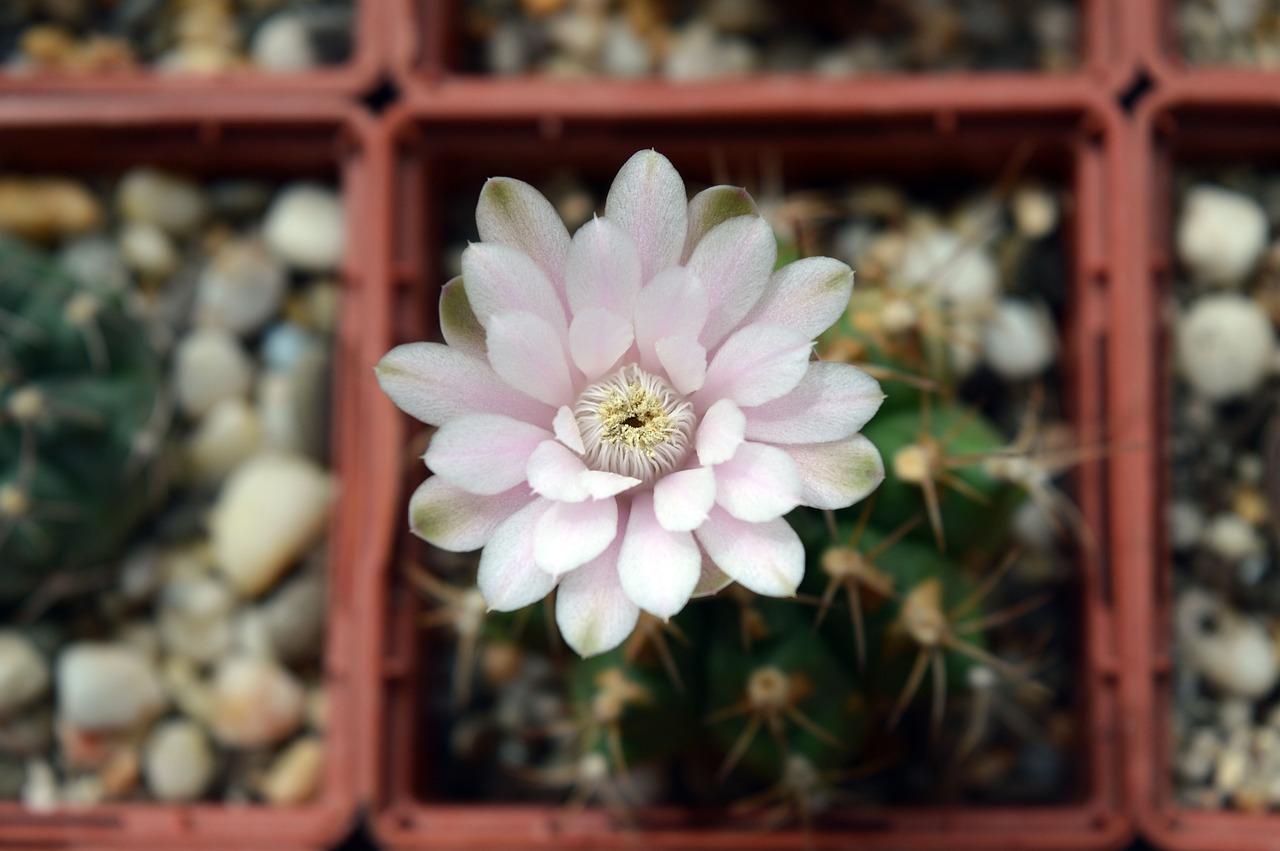 gymnocalycium anisitsii cactus flower succulent free photo