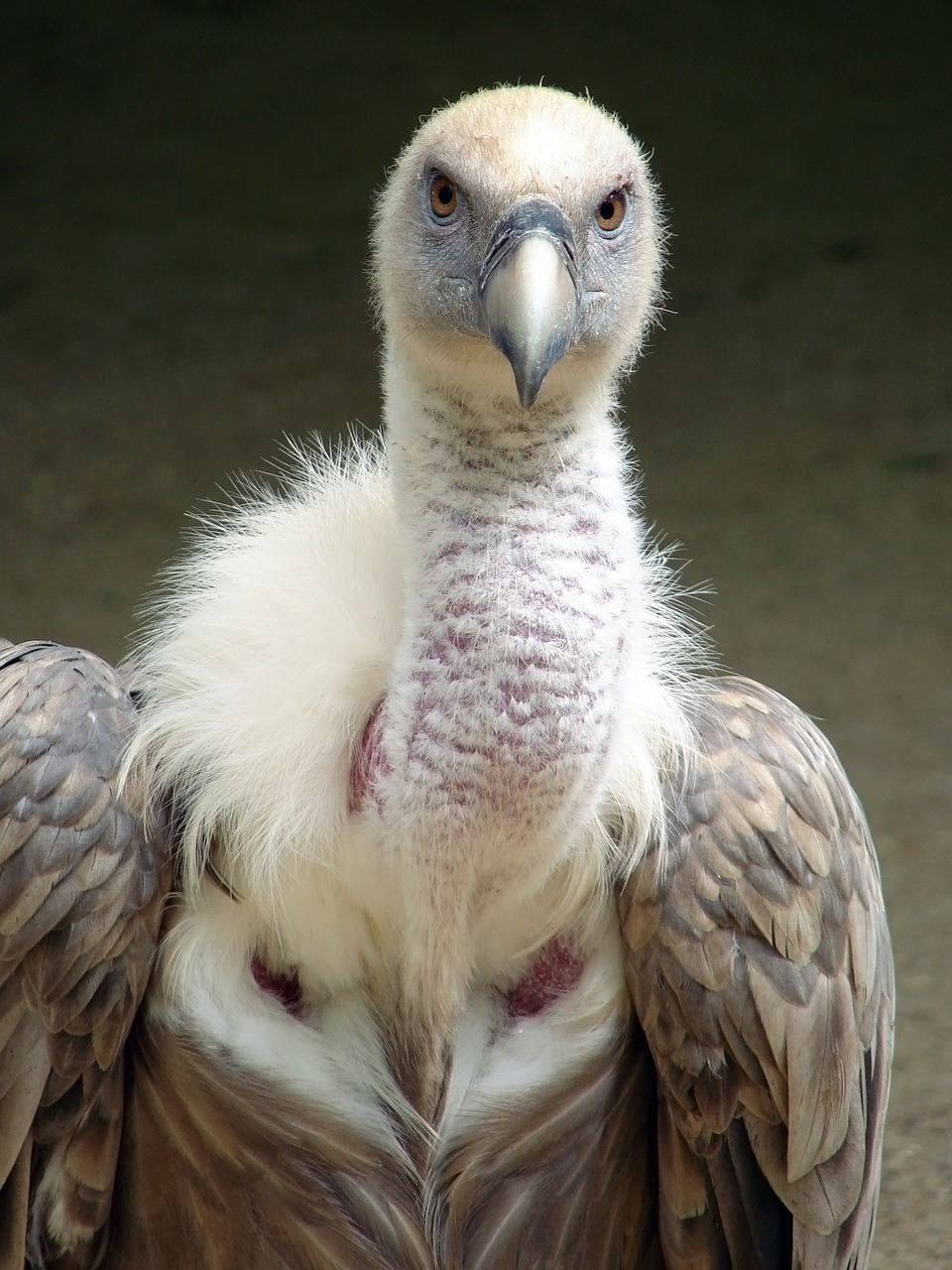 gyps fulvus griffin vulture bird free photo