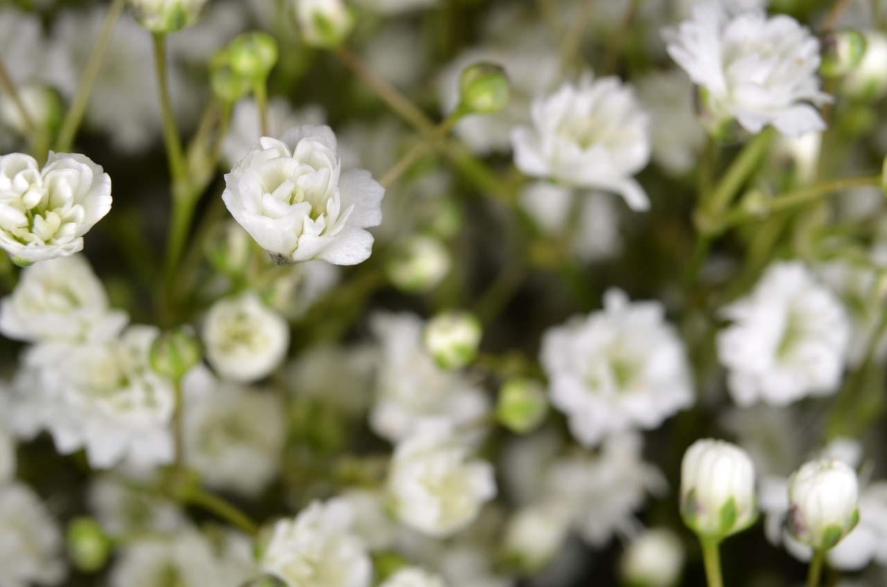 gypsophila floristry flower free photo