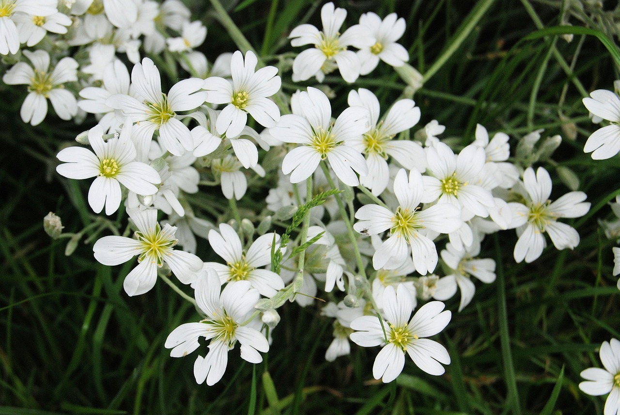 gypsophila white flower free photo