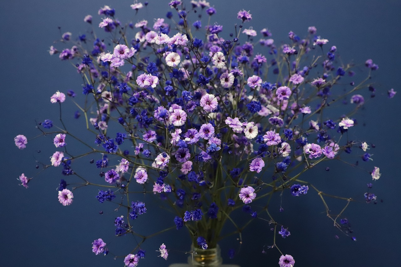 gypsophila  flowers  bouquet free photo