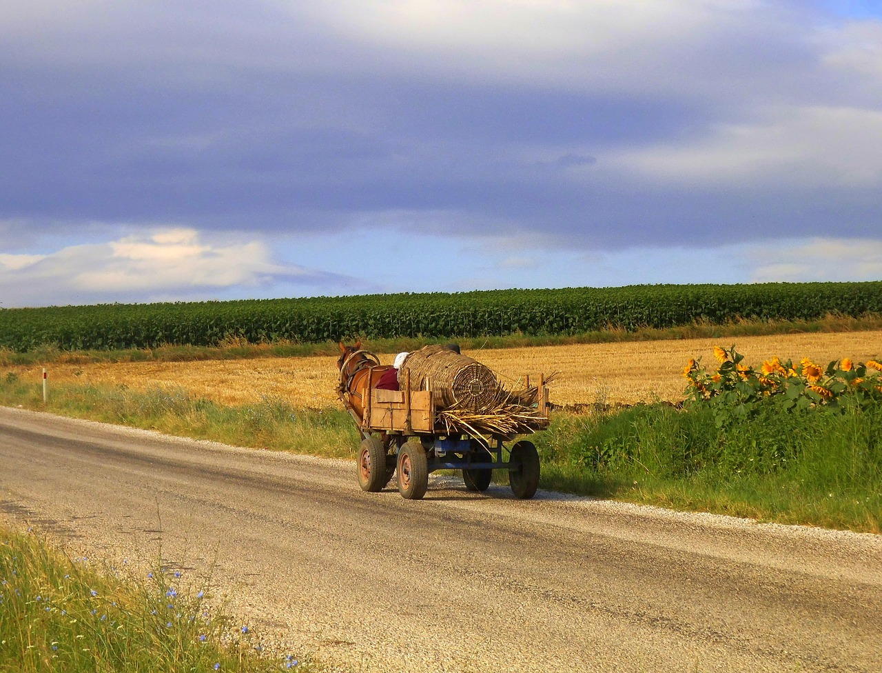 gypsy  turkey  horse free photo