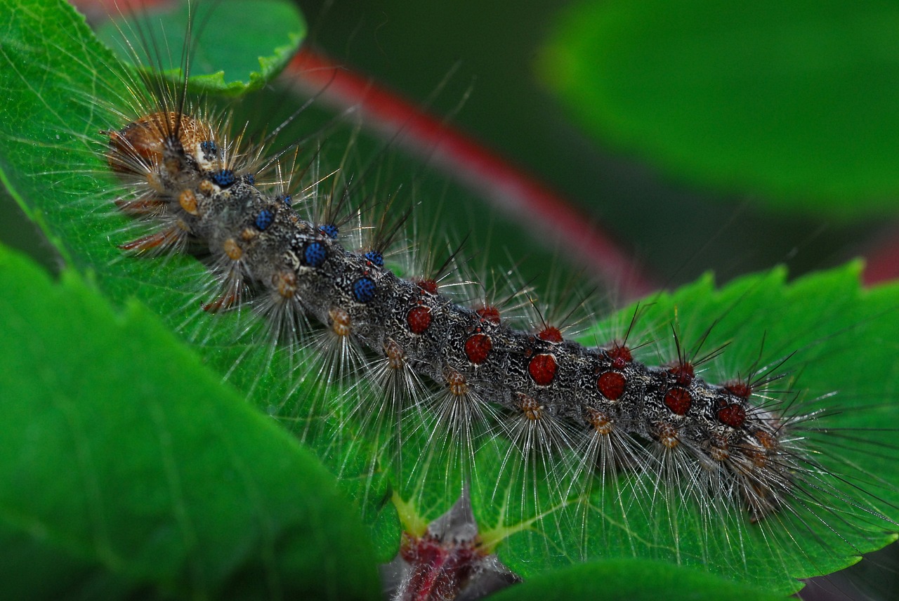gypsy moth caterpillar nature free photo