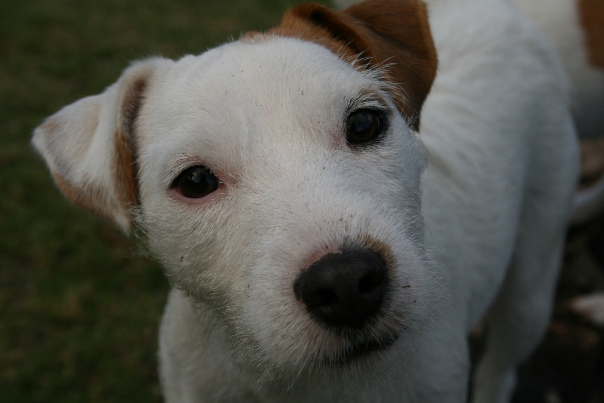 white parsons jack russell left brown eyeliner free photo