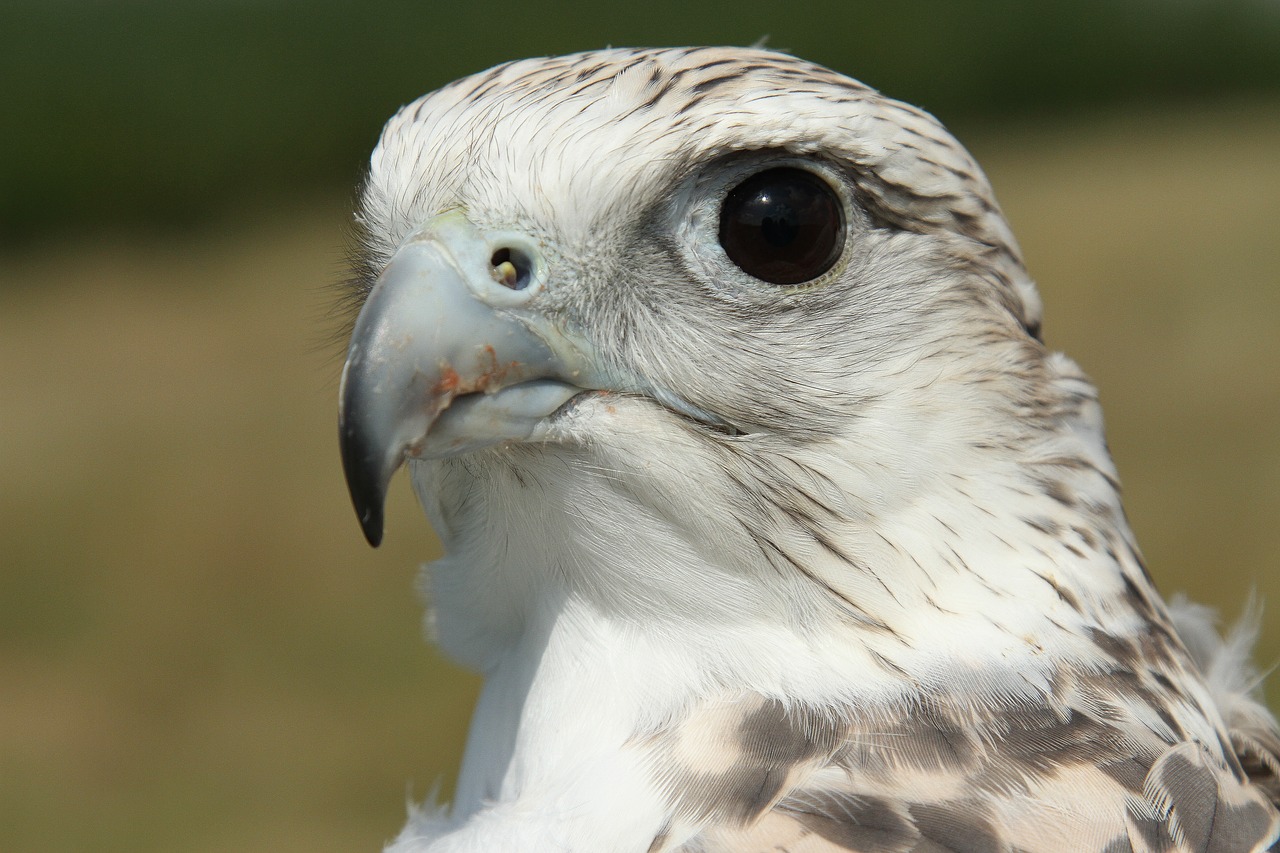 gyrfalcon falcon bird free photo