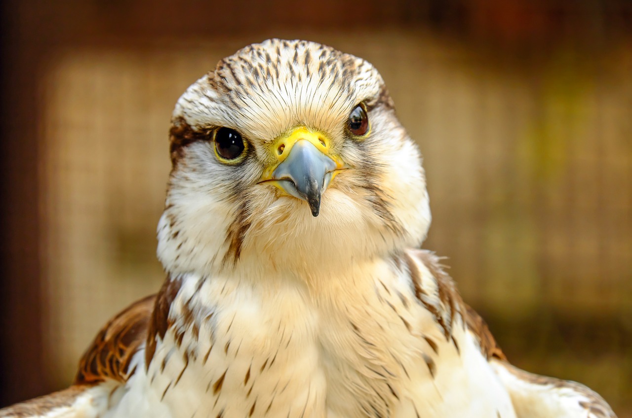 gyrfalcon falcon bird free photo
