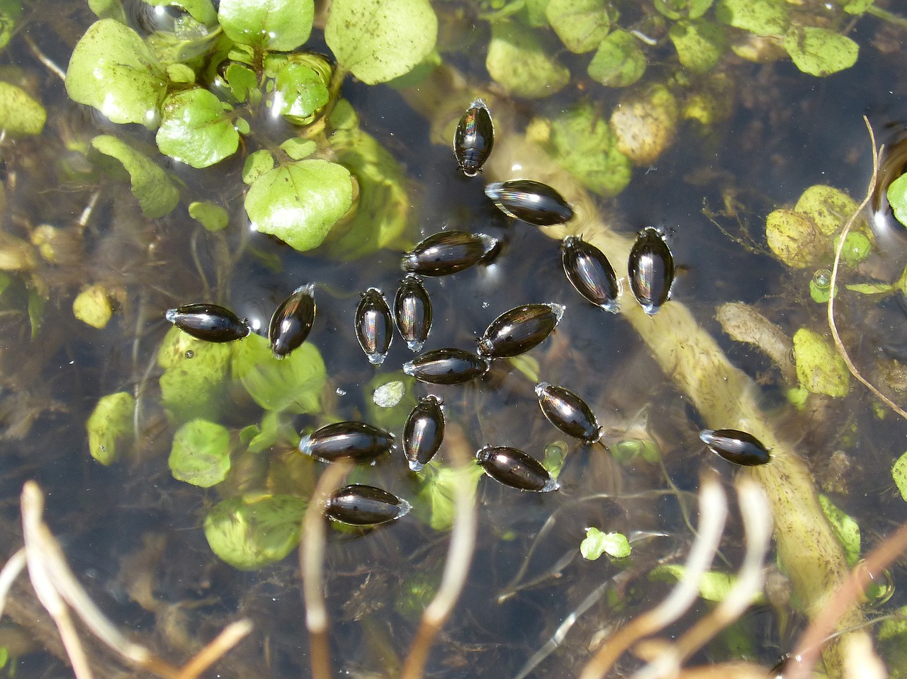 gyrinus natator clerk water water beetle free photo