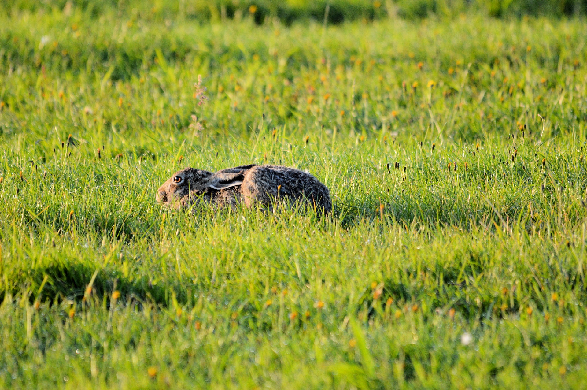 hare grass hide free photo