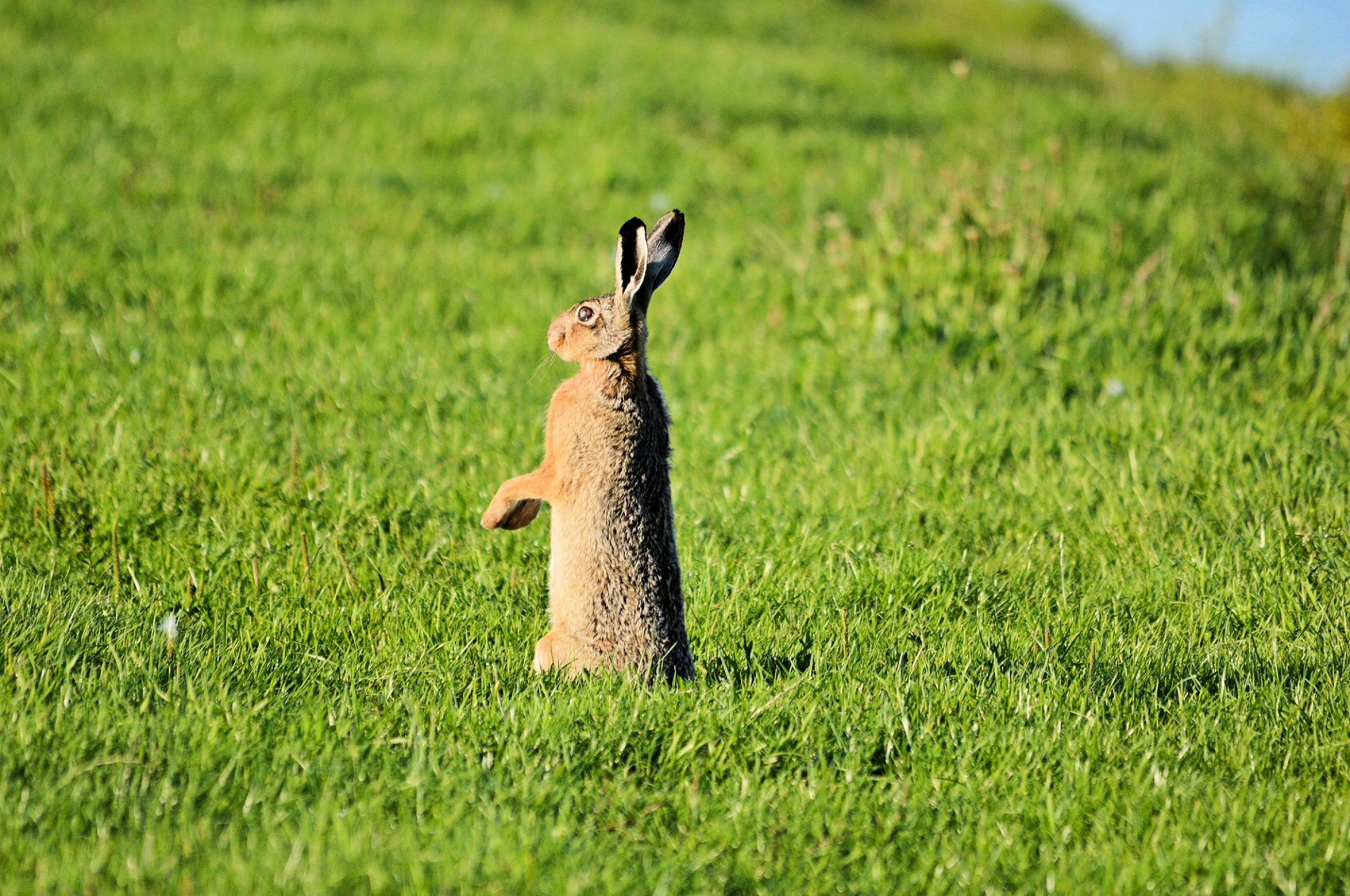 hare rabbit animal free photo