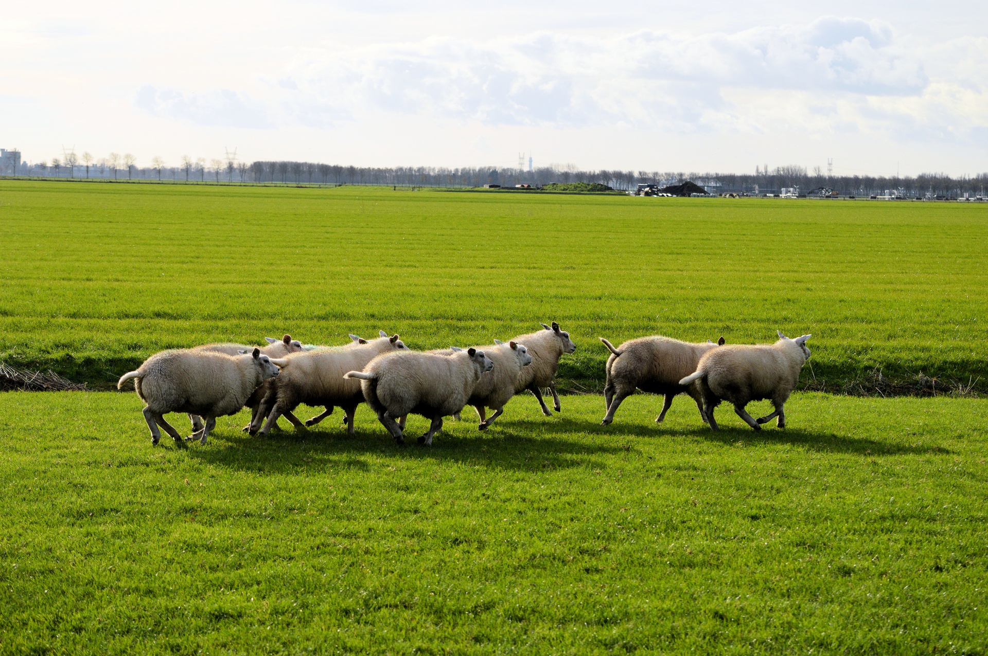 sheep farm animal free photo